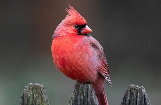 Cardinal Bird