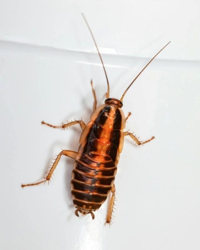 Cockroach