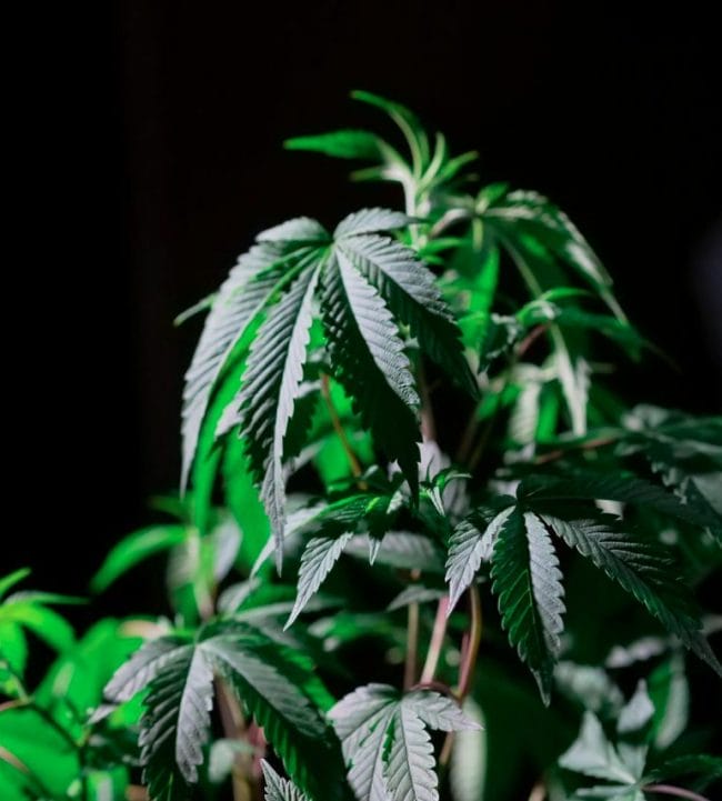 Cannabis Plant