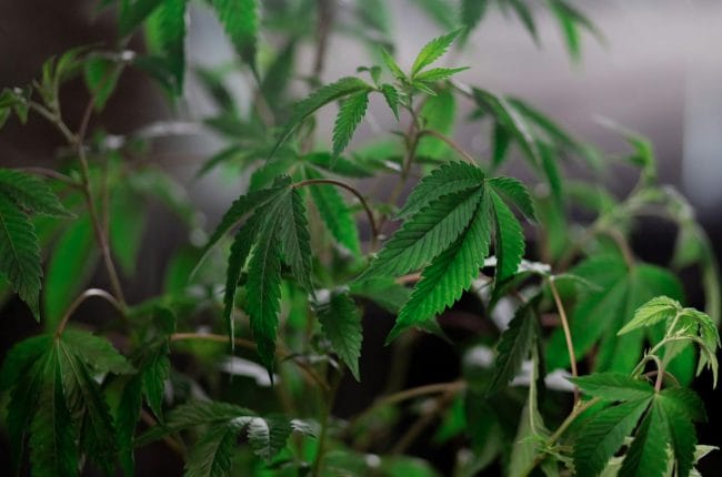 Cannabis Plant