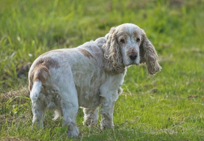 Cocker Spaniel