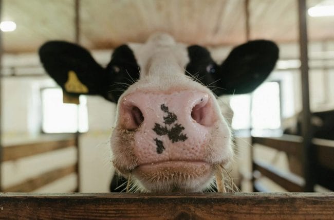 Dairy Cow